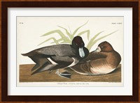 Pl 229 Scaup Duck Fine Art Print