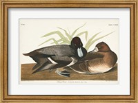 Pl 229 Scaup Duck Fine Art Print
