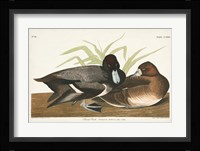 Pl 229 Scaup Duck Fine Art Print