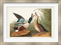 Pl 327 Shoveller Duck Fine Art Print