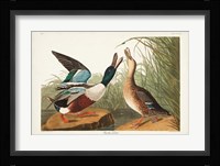 Pl 327 Shoveller Duck Fine Art Print