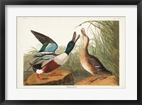 Pl 327 Shoveller Duck Fine Art Print