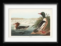 Pl 331 Goosander Duck Fine Art Print