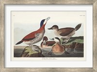 Pl 343 Ruddy Duck Fine Art Print