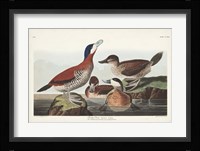 Pl 343 Ruddy Duck Fine Art Print