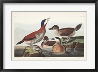 Pl 343 Ruddy Duck Fine Art Print