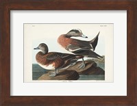 Pl 345 American Widgeon Fine Art Print