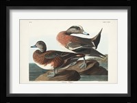 Pl 345 American Widgeon Fine Art Print