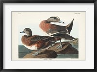 Pl 345 American Widgeon Fine Art Print