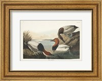 Pl 301 Canvas-backed Duck Fine Art Print
