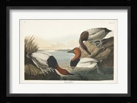 Pl 301 Canvas-backed Duck Fine Art Print