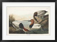 Pl 301 Canvas-backed Duck Fine Art Print
