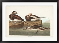Pl 312 Long-tailed Duck Fine Art Print
