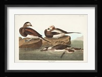 Pl 312 Long-tailed Duck Fine Art Print