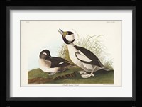 Pl 325 Buffel-headed Duck Fine Art Print