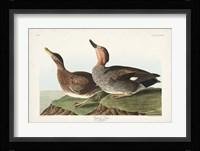 Pl 348 Galdwell Duck Fine Art Print