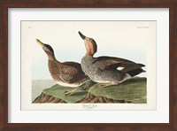 Pl 348 Galdwell Duck Fine Art Print