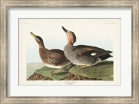 Pl 348 Galdwell Duck Fine Art Print