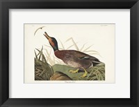 Pl 338 Bemaculated Duck Fine Art Print