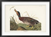 Pl 338 Bemaculated Duck Fine Art Print