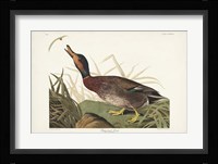Pl 338 Bemaculated Duck Fine Art Print