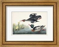 Pl 401 Red-breasted Merganser Duck Fine Art Print