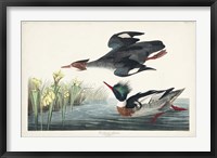 Pl 401 Red-breasted Merganser Duck Fine Art Print