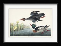 Pl 401 Red-breasted Merganser Duck Fine Art Print