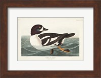 Pl 403 Golden-eye Duck Fine Art Print