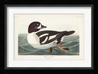 Pl 403 Golden-eye Duck Fine Art Print