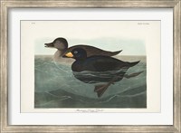Pl 408 American Scoter Duck Fine Art Print