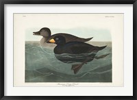 Pl 408 American Scoter Duck Fine Art Print