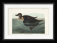 Pl 408 American Scoter Duck Fine Art Print