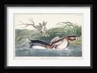 Pl 248 American Pied-bill Duck Fine Art Print