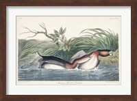 Pl 248 American Pied-bill Duck Fine Art Print