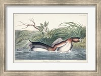 Pl 248 American Pied-bill Duck Fine Art Print