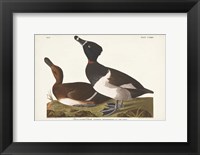 Pl 234 Ring-necked Duck Fine Art Print