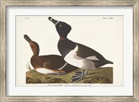 Pl 234 Ring-necked Duck Fine Art Print