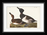 Pl 234 Ring-necked Duck Fine Art Print