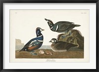 Pl 297 Harlequin Duck Fine Art Print