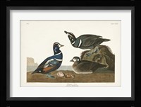 Pl 297 Harlequin Duck Fine Art Print