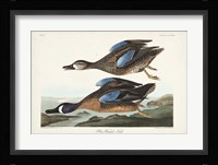 Pl 313 Blue-winged Teal Fine Art Print