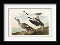 Pl 332 Pied Working Duck Fine Art Print