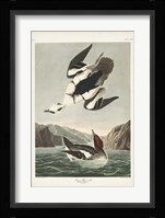 Pl 347 Smen or White Nun Fine Art Print