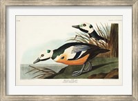 Pl 429 Western Duck Fine Art Print