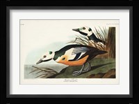 Pl 429 Western Duck Fine Art Print