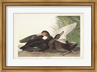 Pl 302 Dusky Duck Fine Art Print