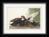 Pl 302 Dusky Duck Fine Art Print