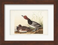 Pl 322 Red-headed Duck Fine Art Print