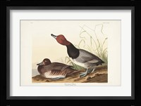 Pl 322 Red-headed Duck Fine Art Print